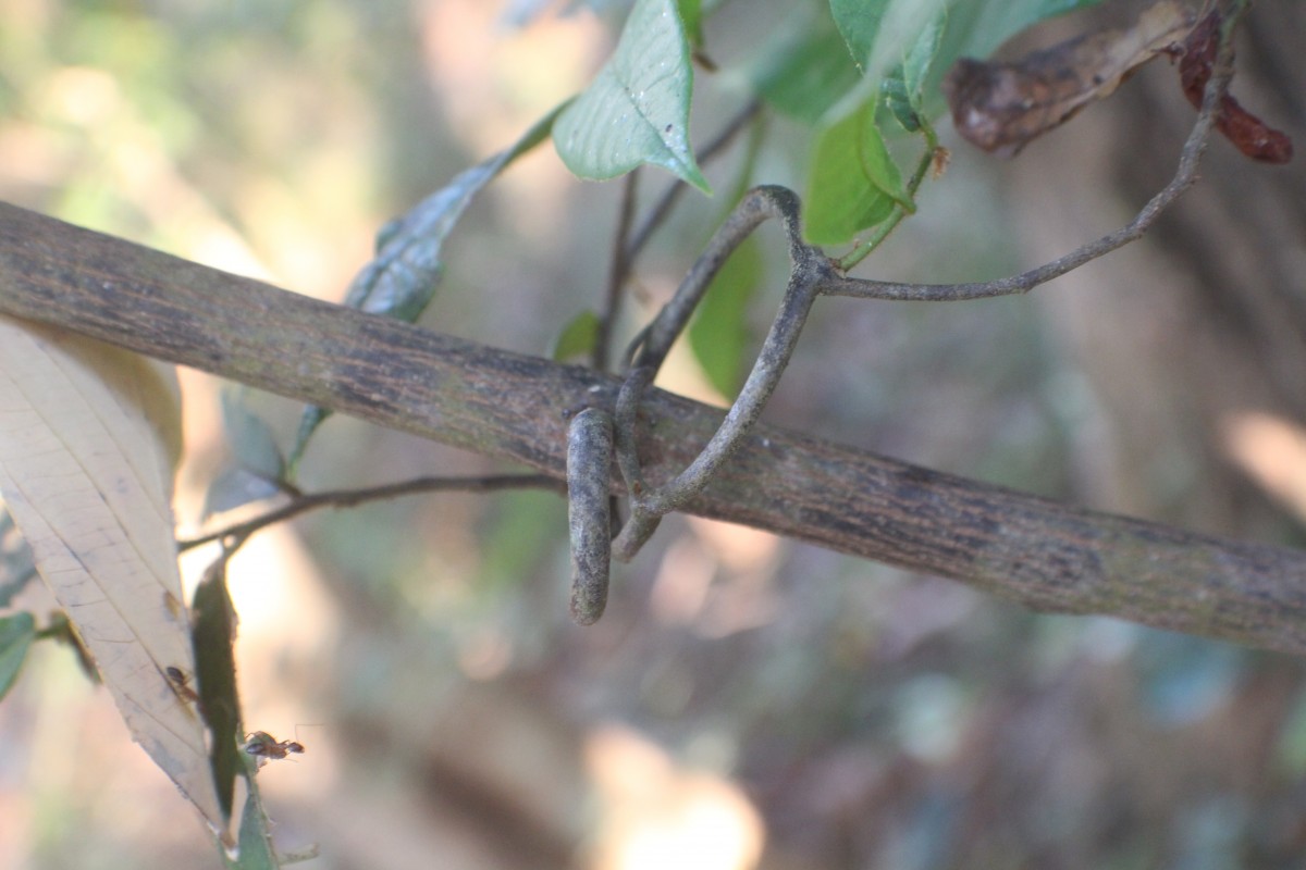 Uvaria sphenocarpa Hook.f. & Thomson